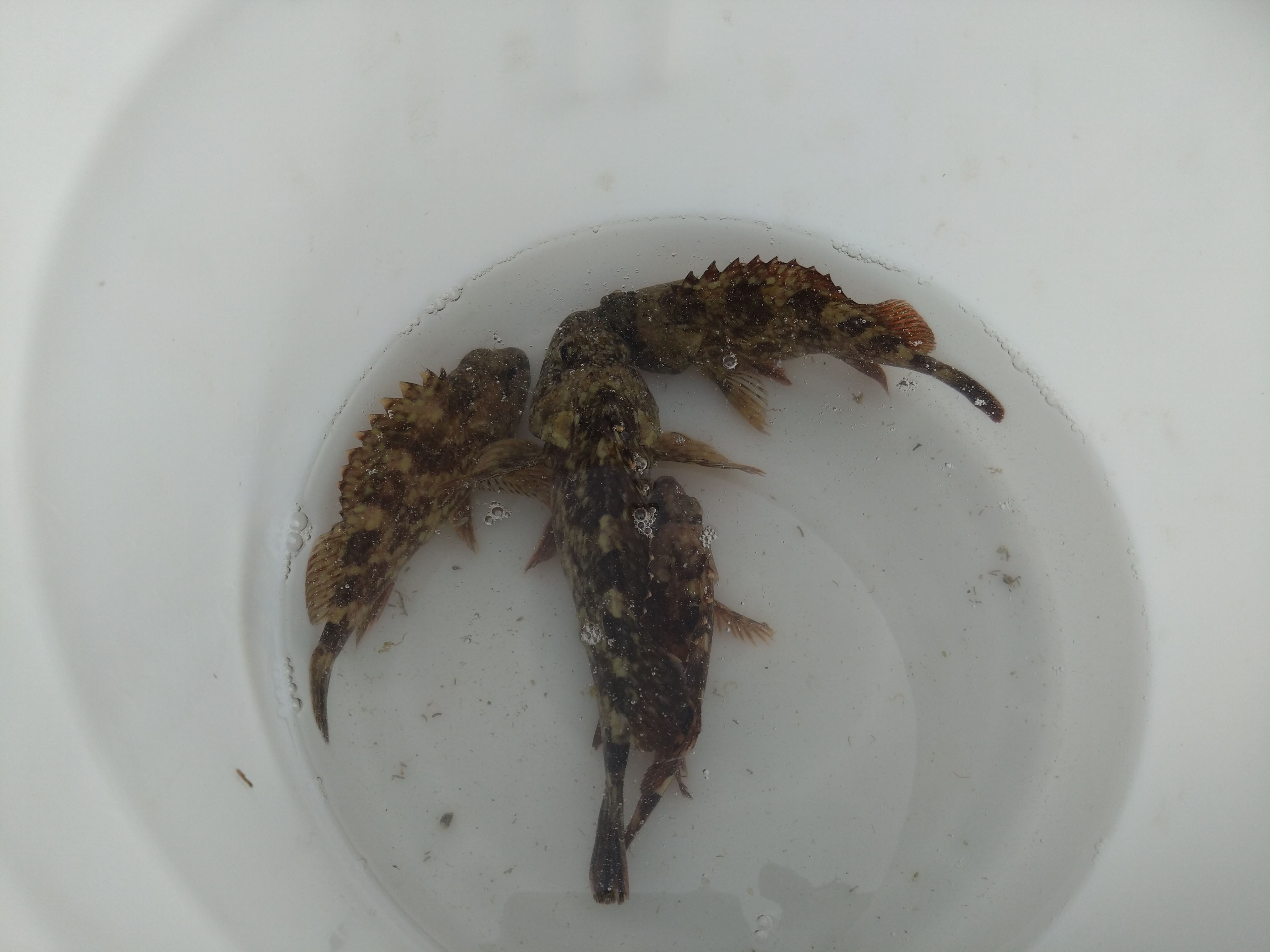 富来で釣ったホゴ