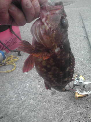 根に入ったカサゴ