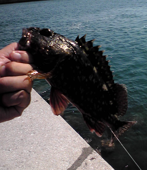 堤防で釣ったかさご